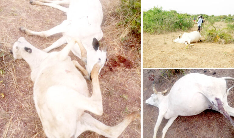 An Kashe Wani Makiyayi, Shanu 50 A Harin Plateau