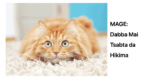 Mage (Cat): Dabba Mai Tsabta da Hikima