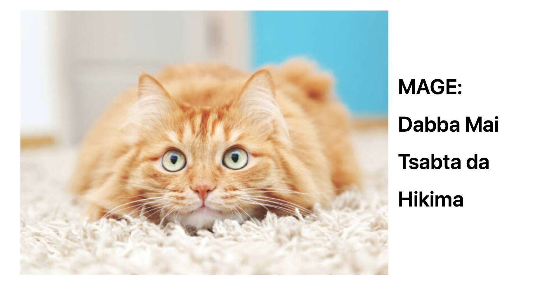 Mage (Cat): Dabba Mai Tsabta da Hikima Mage (Cat): Dabba Mai Tsabta da Hikima